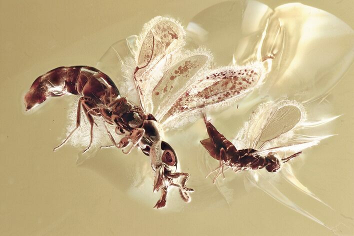 Detailed Fossil Wasps (Apocrita & Bethylidae) In Baltic Amber #367310